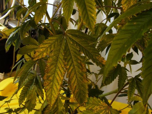 K2SO4 deficient 001.jpg