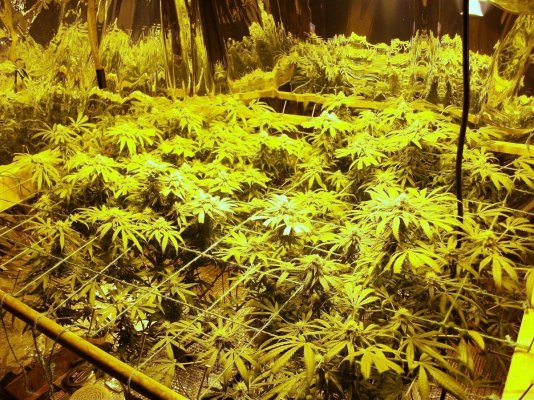 scrog 003.jpg