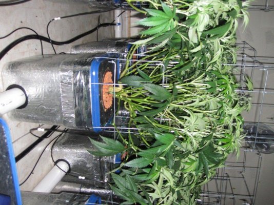 House & Garden Nutes., Under Current Systems, 30,000 Watts, 10 Tons of A/C, Co2