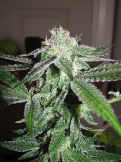 pot 021.jpg
