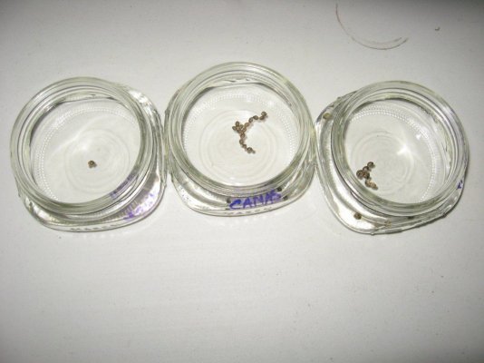Alright heres the start of my 1st THCF grow log...
