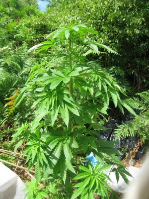 roll it up 2.jpg