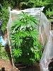 roll it up 4.jpg
