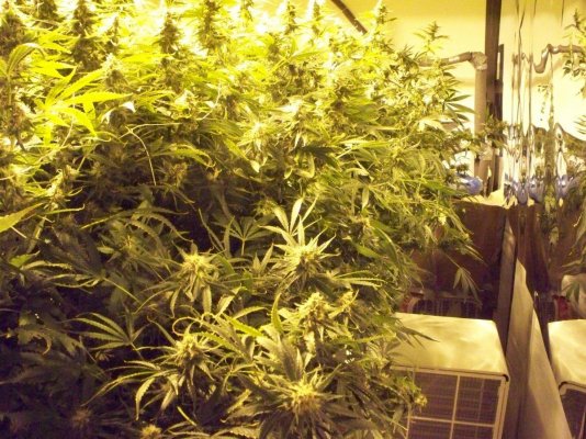 2kw SCROG with Blackberry Kush in Roots Coco 2nd Grow