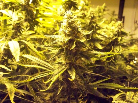 2kw SCROG with Blackberry Kush in Roots Coco 2nd Grow