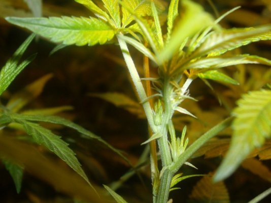 Cali Connection Chem Reaper Grow