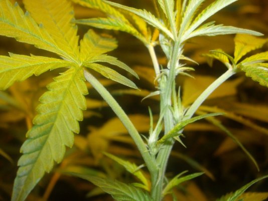 Cali Connection Chem Reaper Grow