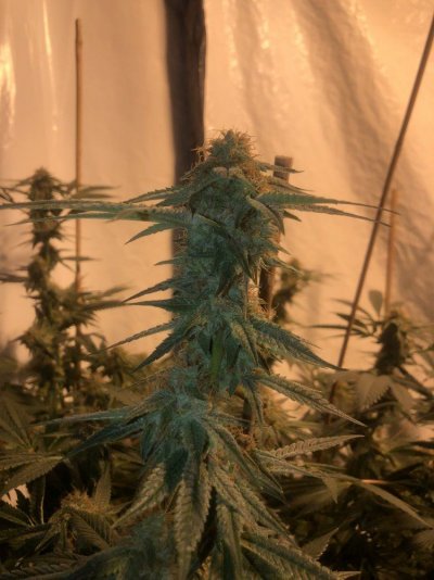 Joe's Grow Show Pt. 1: The Coco Diaries