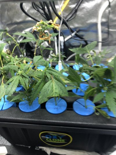 Clone Help For First Timer?