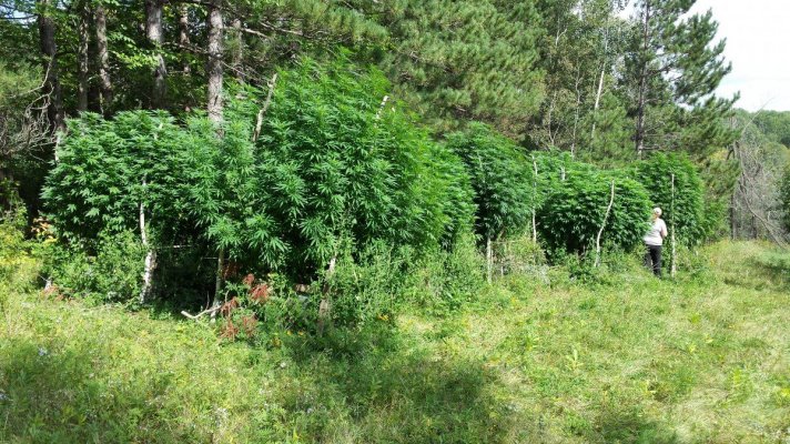 Multiple Problems In Coco (first Time Growing)