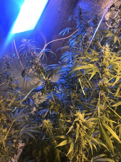 I Need Help It’s Urgent 7 Weeks Into Flowering
