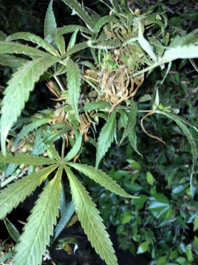 is-this-bud-rot-56-weeks-into-flowering-5.jpg