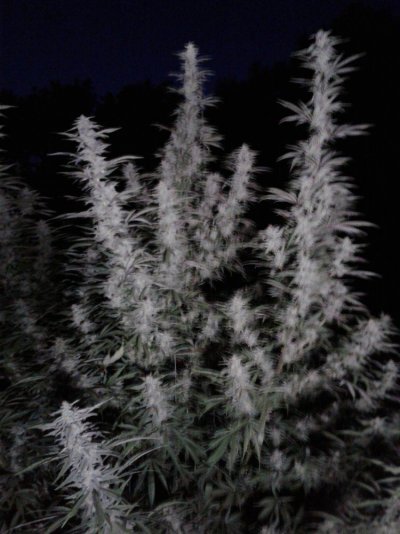tmp_7797-20180910_20022788899857.jpg