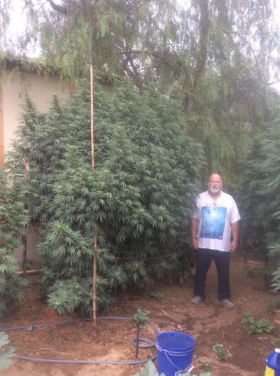 my-outdoor-grow-pics.jpeg