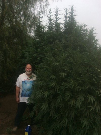 my-outdoor-grow-pics-2.jpeg