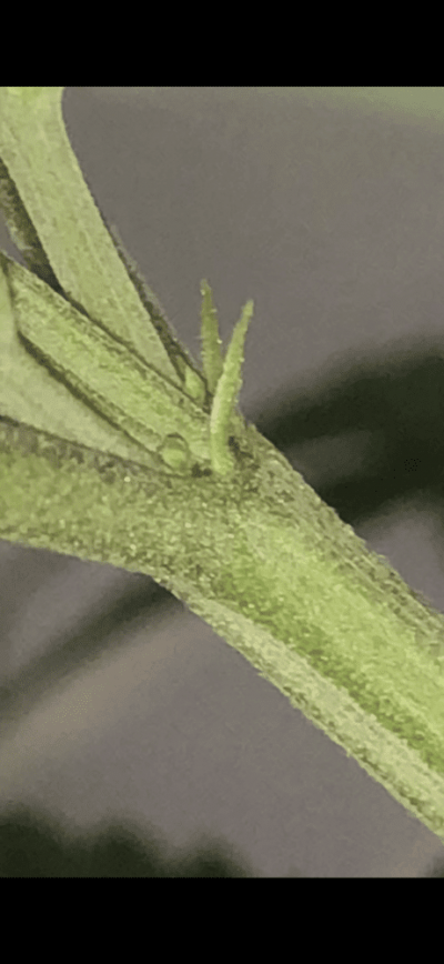 plant-sex.png