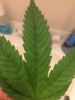 Spotting On Leafs