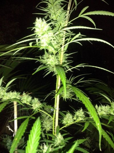 Getting Close