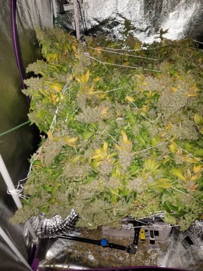 First Grow. White Widow, Qbs, Dwc, 4x4