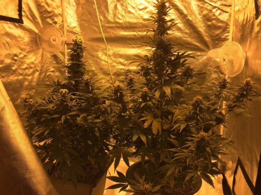 please-help-yellowpurpleburnt-leaves-2.jpeg