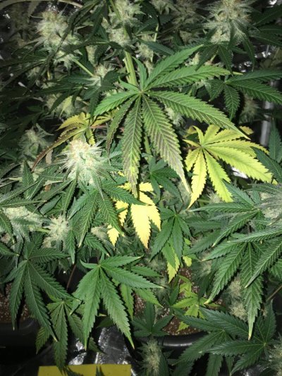 please-help-yellowpurpleburnt-leaves-5.jpeg
