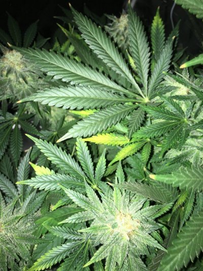 please-help-yellowpurpleburnt-leaves-7.jpeg