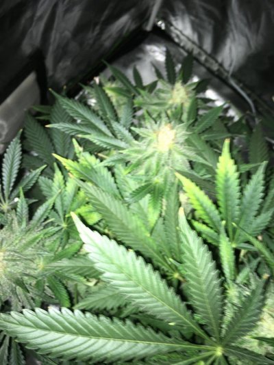 please-help-yellowpurpleburnt-leaves-8.jpeg