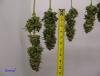 post-1386-0-19010200-1518545559_thumb[1].jpg