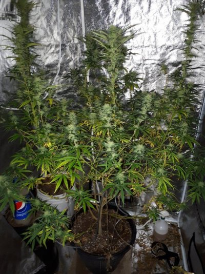 need-help-aphids-killing-my-plant.jpg