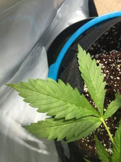 bottom-yellowing-prior-to-flowering-3.jpeg
