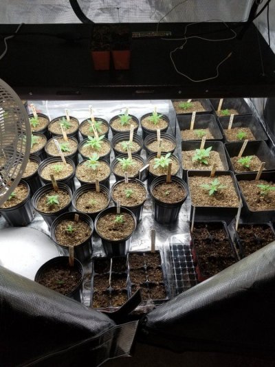Dank Oasis Breeding Project #4