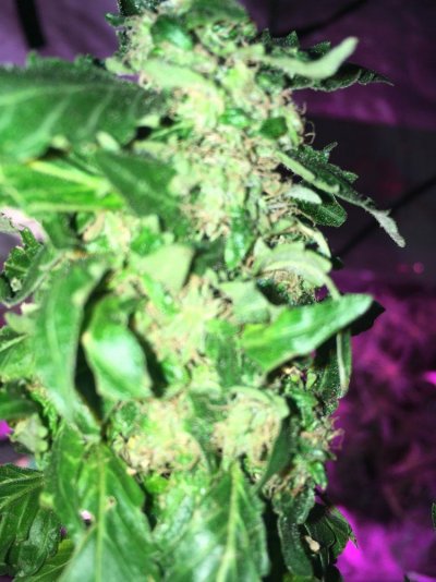 my-grow-4.jpg