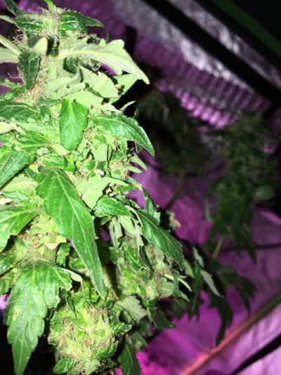 my-grow-6.jpg