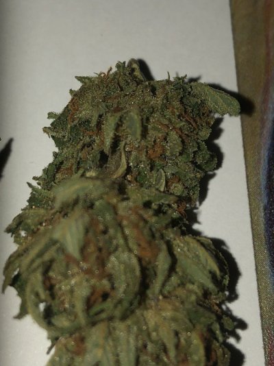 Light During Drying?