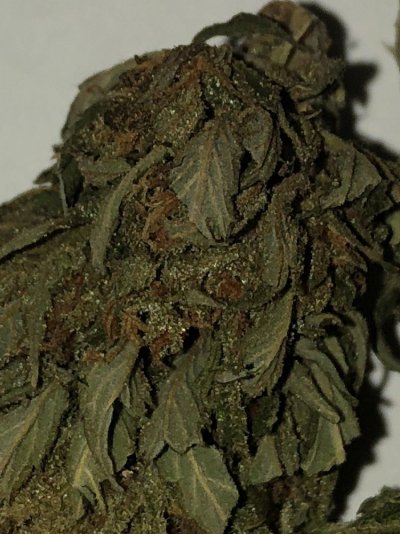 Light During Drying?