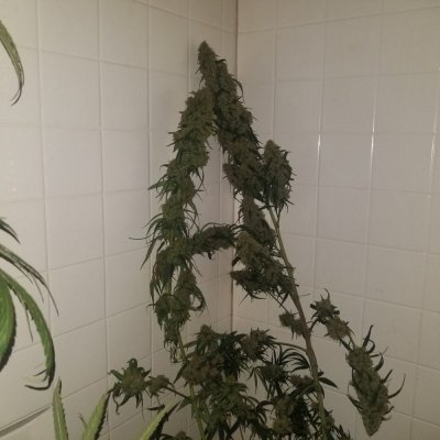 20181007_074906.jpg