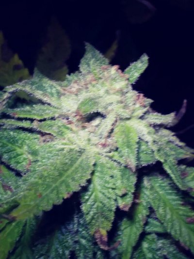 My First Grow Ever (sour Diesel)