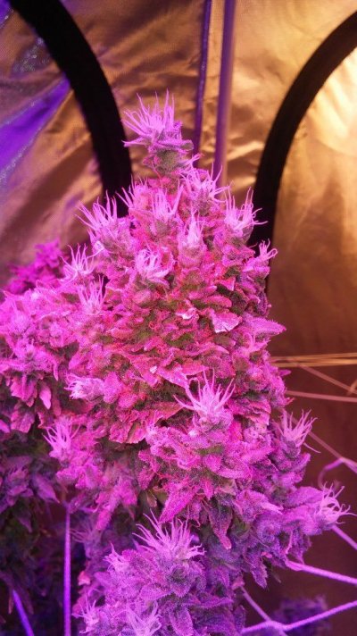 hows-the-plant-lookin-now.jpg