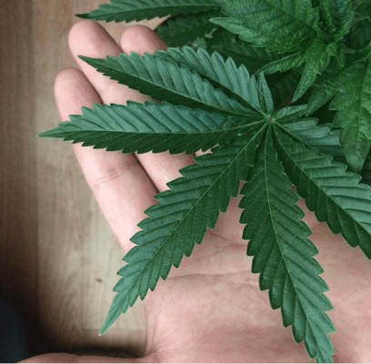 Chronics Test Grow