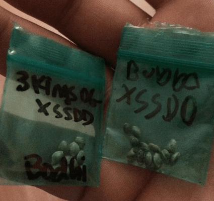 Chronics Test Grow