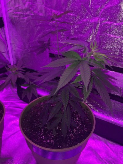 northern-light-afghan-kush-indoor-600w.jpeg
