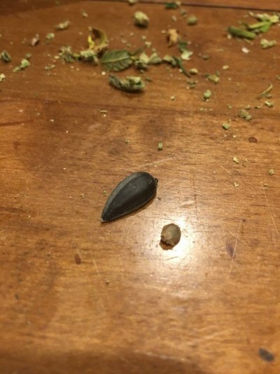 What The Heck Did I Find In My Weed