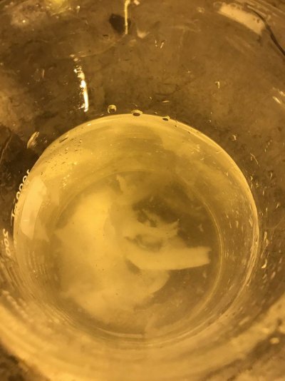 White Algae In My Water Tank