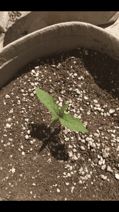 are-my-plants-smaller-than-they-should-be-2.png