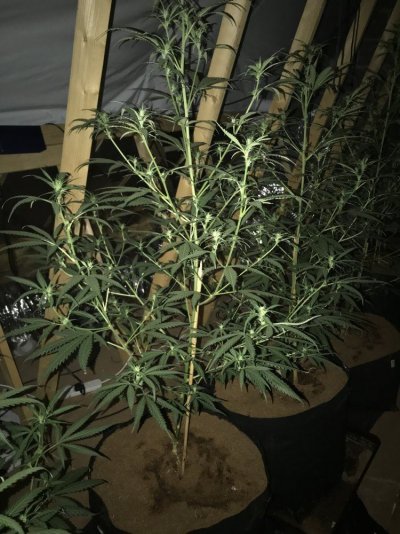 2-weeks-into-flowering-still-nothing-2.jpeg