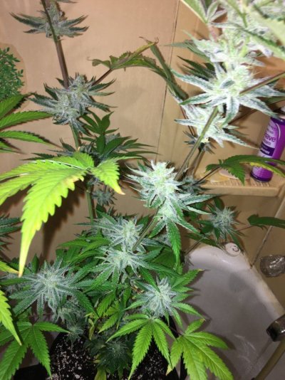 Multi 8-10wk Strain And 2 Autos