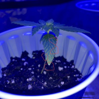 little-white-spots-on-plant-sprouts.jpeg