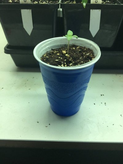 How To Clone?