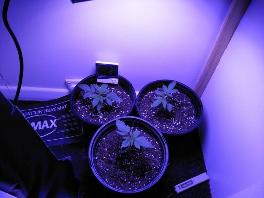 first-grow-lsd-25---six-shooter---led-400w-epistar.jpg