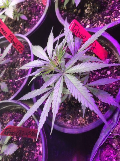 help-identify-this-strain-3.jpeg